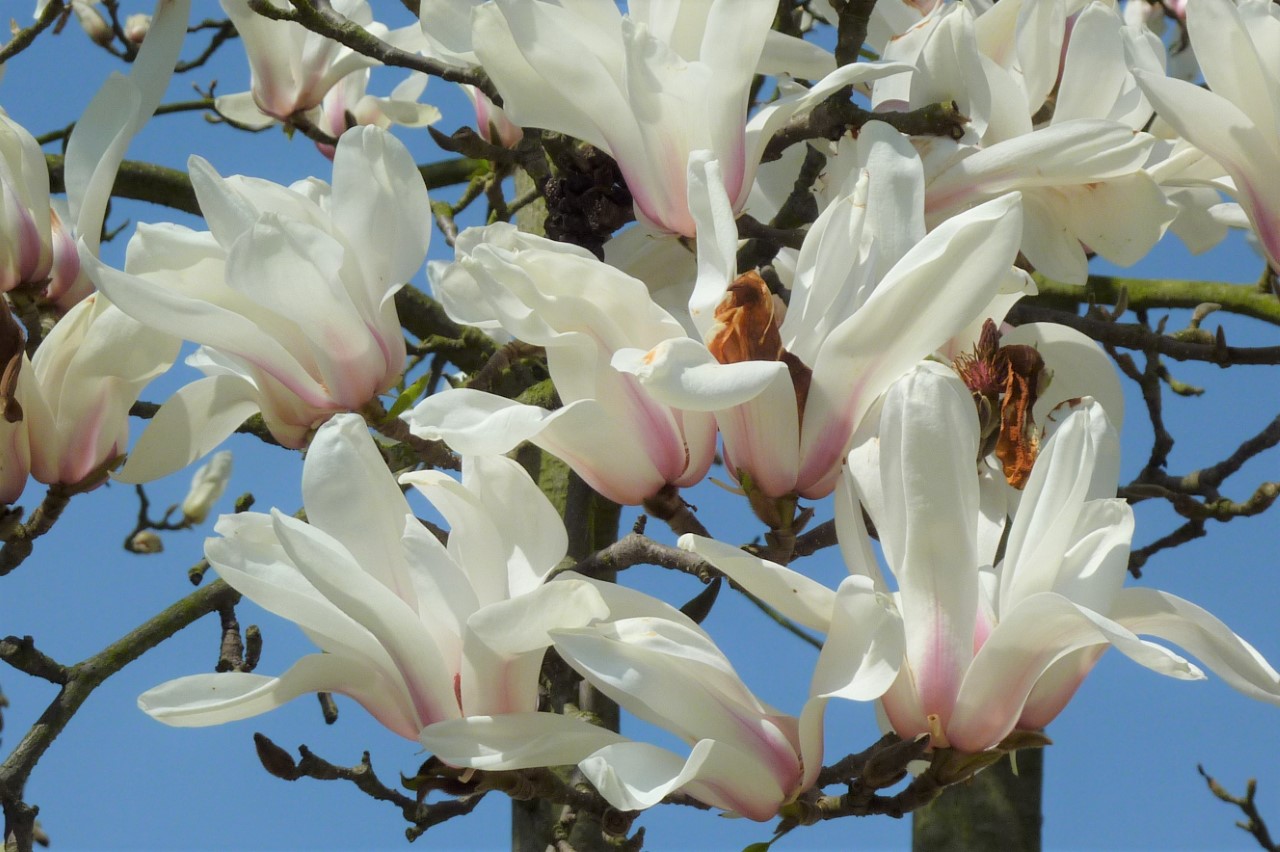 magnolia cylindrica